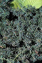 Blue Gem Mountain Plum Pine (Podocarpus lawrencei 'Blue Gem') at Bayport Flower Houses