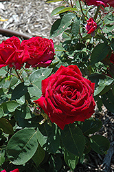 Kashmir Rose (Rosa 'Kashmir') at Bayport Flower Houses