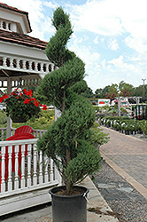 Skyrocket Juniper (spiral) (Juniperus scopulorum 'Skyrocket (spiral)') at Bayport Flower Houses