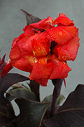 Tropical Bronze Scarlet Canna (Canna 'Tropical Bronze Scarlet') at Bayport Flower Houses