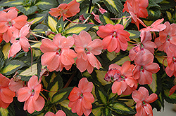 Click to view a full-size photo of SunPatiens® Spreading Variegated Salmon New Guinea Impatiens (Impatiens 'SunPatiens Spreading Variegated Salmon') at Bayport Flower Houses SunPatiens® Spreading Variegated Salmon New Guinea Impatiens (Impatiens 'SunPatiens Spreading Variegated Salmon') at Bayport Flower Houses