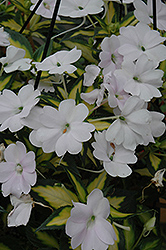Click to view a full-size photo of SunPatiens® Spreading Variegated White New Guinea Impatiens (Impatiens 'SunPatiens Spreading Variegated White') at Bayport Flower Houses SunPatiens® Spreading Variegated White New Guinea Impatiens (Impatiens 'SunPatiens Spreading Variegated White') at Bayport Flower Houses