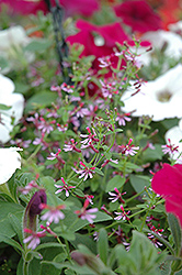 Cuphoric Pink Cuphea (Cuphea 'Cuphoric Pink') at Bayport Flower Houses