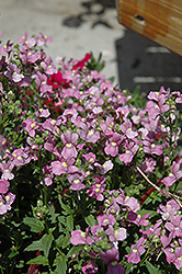 Compact Pink Innocence Nemesia (Nemesia 'Compact Pink Innocence') at Bayport Flower Houses