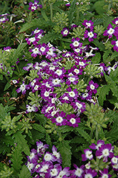 Obsession Blue With Eye Verbena (Verbena 'Obsession Blue With Eye') at Bayport Flower Houses