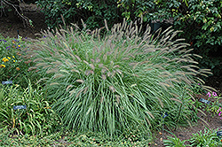 Fountain Grass (Pennisetum alopecuroides) at Bayport Flower Houses