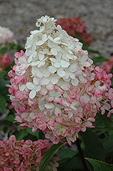 Vanilla Strawberry Hydrangea (Hydrangea paniculata 'Renhy') at Bayport Flower Houses