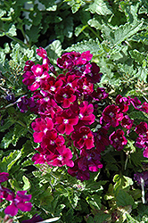 Lanai Royal Purple with Eye Verbena (Verbena 'Lanai Royal Purple with Eye') at Bayport Flower Houses