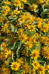 Melampodium (Melampodium paludosum) at Bayport Flower Houses