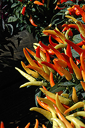 Sweet Pepper (Capsicum annuum) at Bayport Flower Houses
