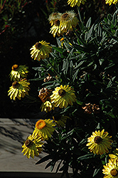 Mohave Yellow Strawflower (Bracteantha bracteata 'KLEBB08392') at Bayport Flower Houses