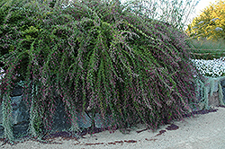 Gibraltar Bush Clover (Lespedeza thunbergii 'Gibraltar') at Bayport Flower Houses