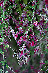 Gibraltar Bush Clover (Lespedeza thunbergii 'Gibraltar') at Bayport Flower Houses