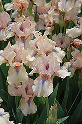Concertina Iris (Iris 'Concertina') at Bayport Flower Houses