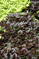 Black Scallop Bugleweed (Ajuga reptans 'Black Scallop') at Bayport Flower Houses