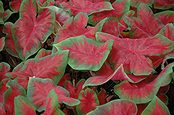 Frieda Hemple Caladium (Caladium 'Frieda Hemple') at Bayport Flower Houses