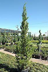 Hollywood Juniper (Juniperus chinensis 'Torulosa') at Bayport Flower Houses
