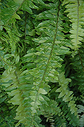 Variegated Boston Fern (Nephrolepis exaltata 'Variegata') at Bayport Flower Houses