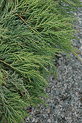 Drew's Blue Siberian Carpet Cypress (Microbiota decussata 'Condrew') at Bayport Flower Houses