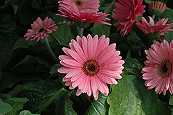 Royal Deep Pink Gerbera Daisy (Gerbera 'Royal Deep Pink') at Bayport Flower Houses