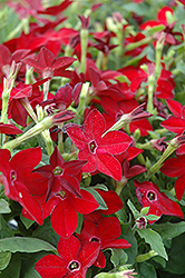 Starmaker Bright Red Flowering Tobacco (Nicotiana 'Starmaker Bright Red') at Bayport Flower Houses