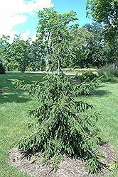 Gold Tipped Oriental Spruce (Picea orientalis 'Aureospicata') at Bayport Flower Houses