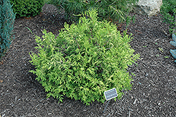 Vintage Gold Dwarf Moss Falsecypress (Chamaecyparis pisifera 'Vintage Gold') at Bayport Flower Houses