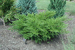 Sea Green Juniper (Juniperus chinensis 'Sea Green') at Bayport Flower Houses