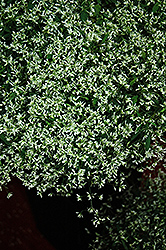 Stardust Super Flash Euphorbia (Euphorbia 'Stardust Super Flash') at Bayport Flower Houses