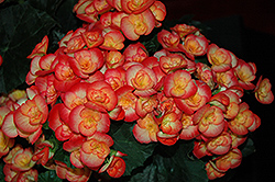Carneval Begonia (Begonia x hiemalis 'Carneval') at Bayport Flower Houses