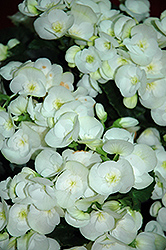 Clara Begonia (Begonia x hiemalis  'Clara') at Bayport Flower Houses