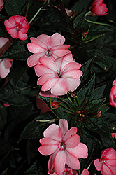SunPatiens Compact Blush Pink New Guinea Impatiens (Impatiens 'SunPatiens Compact Blush Pink') at Bayport Flower Houses