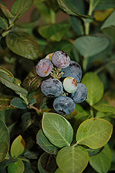 Peach Sorbet Blueberry (Vaccinium 'ZF06-043') at Bayport Flower Houses