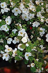 Calypso Jumbo White Bacopa (Sutera cordata 'Calypso Jumbo White') at Bayport Flower Houses