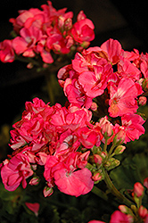 Rocky Mountain Pink Geranium (Pelargonium 'Rocky Mountain Pink') at Bayport Flower Houses