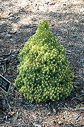 Pixie Dust Alberta Spruce (Picea glauca 'Pixie Dust') at Bayport Flower Houses