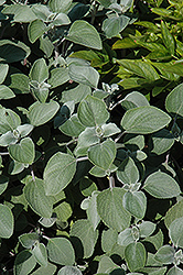 Silver Shield Plectranthus (Plectranthus argentatus 'Silver Shield') at Bayport Flower Houses