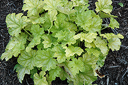 Carnival Limeade Coral Bells (Heuchera 'Limeade') at Bayport Flower Houses