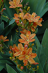 Freckle Face Blackberry Lily (Belamcanda chinensis 'Freckle Face') at Bayport Flower Houses