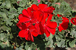 Savannah Really Red Geranium (Pelargonium 'Savannah Really Red') at Bayport Flower Houses