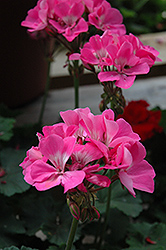 Tango Deep Pink Geranium (Pelargonium 'Tango Deep Pink') at Bayport Flower Houses