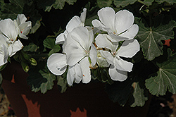Savannah White Geranium (Pelargonium 'Savannah White') at Bayport Flower Houses