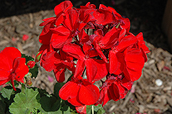 Survivor Dark Red Geranium (Pelargonium 'Survivor Dark Red') at Bayport Flower Houses