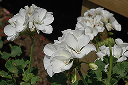 Survivor White Geranium (Pelargonium 'Survivor White') at Bayport Flower Houses