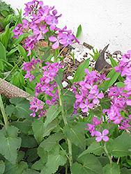 Biennial Money Plant (Lunaria annua) at Bayport Flower Houses