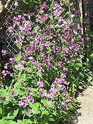 Biennial Money Plant (Lunaria annua) at Bayport Flower Houses