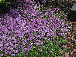 Purple Carpet Creeping Thyme (Thymus praecox 'Purple Carpet') at Bayport Flower Houses