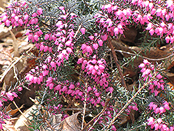 Spring Heath (Erica carnea) at Bayport Flower Houses