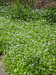 Sweet Woodruff (Galium odoratum) at Bayport Flower Houses