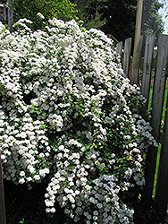 Vanhoutte Spirea (Spiraea x vanhouttei) at Bayport Flower Houses